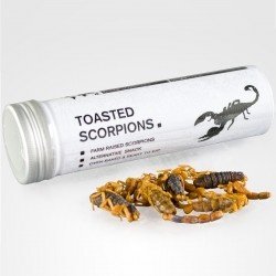 Getoastete Skorpione