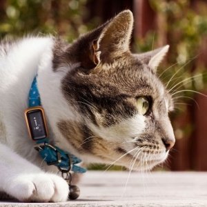 GPS Tracker für Haustiere