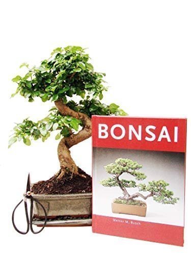 Bonsai Geschenkset Anfänger-Set Liguster, ca. 7 Jahre, ca. 30 cm hoch