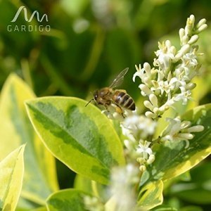 Gardigo Insektenhotel für Bienen & Marienkäfer naturholzfarben