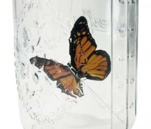 My Butterfly Jar