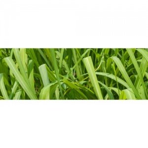 * LAMPAIR DUFT "lemon grass" 500ml - zit