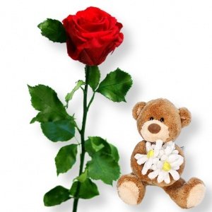 1 haltbare Rose rot und Blumenbote