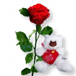 1 haltbare Rose rot und Love-Teddy
