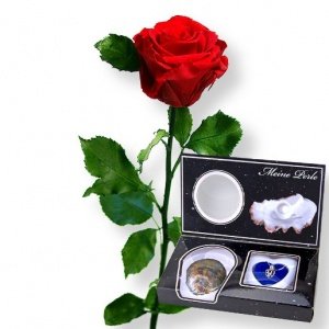 1 haltbare Rose rot und Meine Perle
