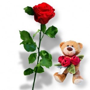 1 haltbare Rose rot und Rosenkavalier