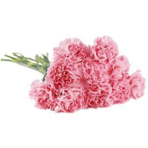 10, 15 oder 20 rosa Nelken im Bund