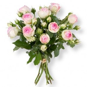 10 Sprayrosen cremepink