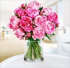 10 prächtige Pfingstrosen