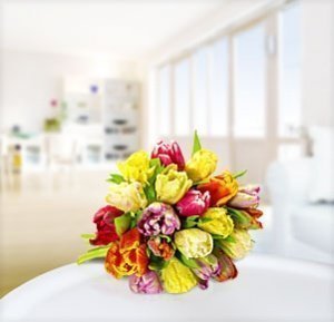 20 bunte Papagei-Tulpen