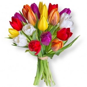20 bunte Tulpen