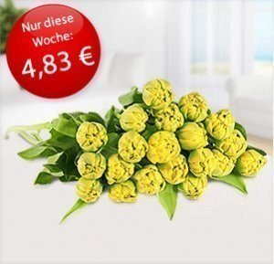 20 gelbe Freilandtulpen Yellow Pomponett