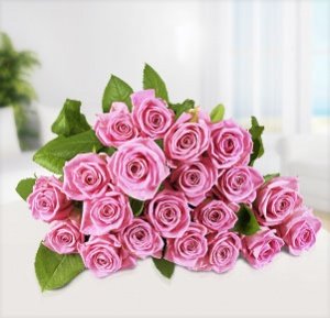 20 pinke Rosen