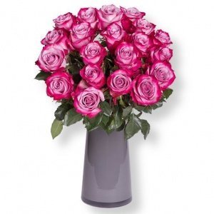 20 pinkfarbene Ecuador-Rosen