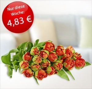 20 rote Freilandtulpen Miranda