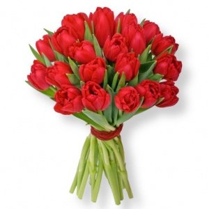 20 rote Tulpen