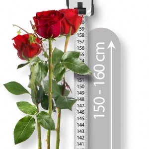 3 Echte Riesen-Rosen