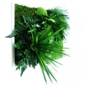 3D-Pflanzenbilder - Pflegeleichte Natur