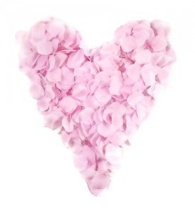 500 rosa Rosenblätter