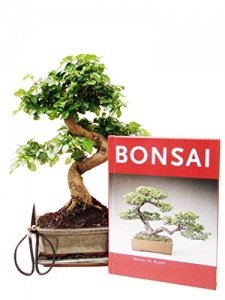 Bonsai Geschenkset für Anfänger
