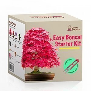 Easy Bonsai Starter Kit
