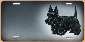 Airbrushschild Scottish Terrier