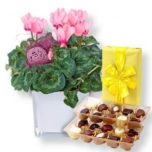 Alpenveilchen rosa im Topf und Belgische