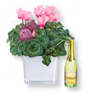 Alpenveilchen rosa im Topf und Goldtraum