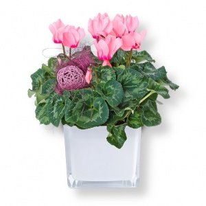 Alpenveilchen rosa im Topf