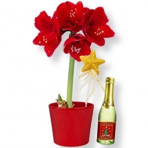 Amaryllis rot im Topf und Xmas-Goldtraum