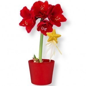Amaryllis rot im Topf