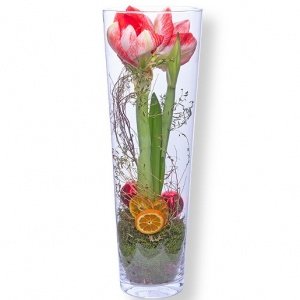 Amaryllis rot-wei
