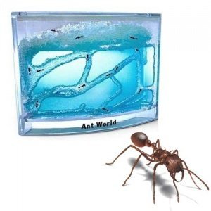 Ant World