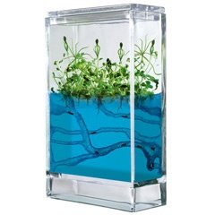 Antquarium Forest Ants