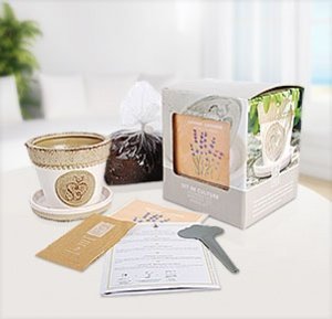 Anzucht-Set Lavendel