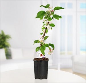 Apfelbaum mit Pflückgarantie