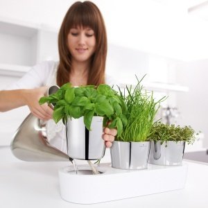 Auerhahn Kräutergarten HERBS HOME selbst