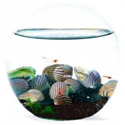 Beachworld Black & White Kugel 12,5cm