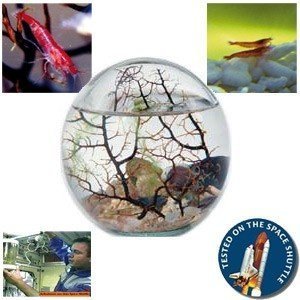 Beachworld® Mini-Aquarium mit Gorgonie, 