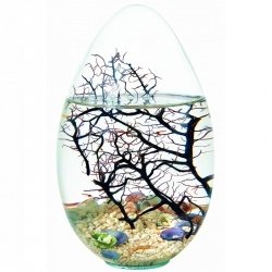 Beachworld Oval Gorgonie Koralle