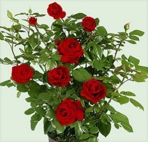 Beetrose Ingrid Bergmann®