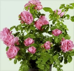 Beetrose Leonardo da Vinci®