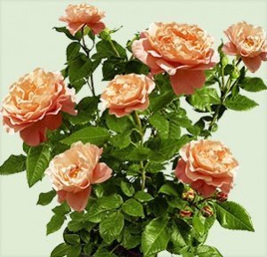 Beetrose Marie Curie®