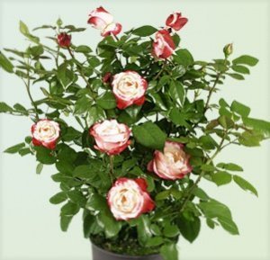 Beetrose Nostalgie®