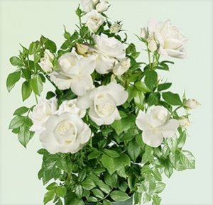 Beetrose Schneewittchen®