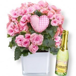 Begonie rosa und Goldtraum-Piccolo