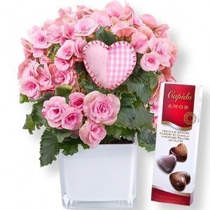 Begonie rosa und Pralinen-Herzen