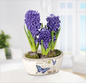 Blaue Hyazinthe im Topf