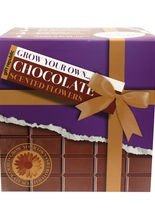 Blumen mit Schokladenduft Pflanzenzucht-