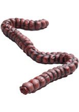 Blutiger Zombie-Darm Halloween rot-schwa